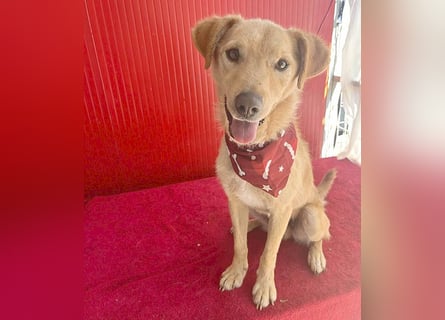 ❤️❤️❤️ liebenswerter FRENKI ging durch die Hölle - 3 Jahre, 42cm - Mischling