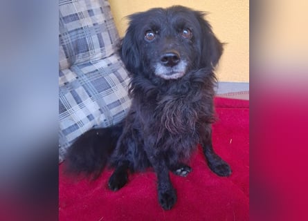 ❤️❤️❤️ Herzblatt RETHY - 10 Jahre, 32cm/8kg - kl. Mischling