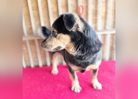 ❤️❤️❤️ kleine Hundeseele RAFFY - 8 Jahre, 36cm/12kg - Mischling