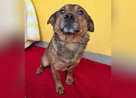 ❤️❤️❤️ arme Hundeseele BOBBY - 5 ,5 Jahre, 36cm/12kg - kl. Mischling