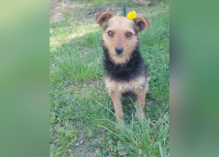 zarte kleine Hundeseele AUDREY - 1,5 Jahre, 35cm/7kg