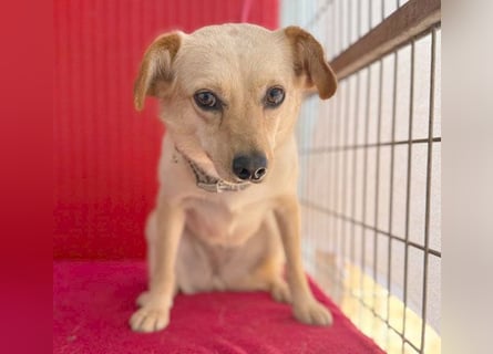 ❤️ zarte Hundeseele TILLY - 2 Jahre, 40cm/9kg - Mischling