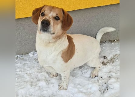 ❤️❤️❤️ knuffiger allerliebster MUFFIN - 4 Jahre, 37cm - Mischling