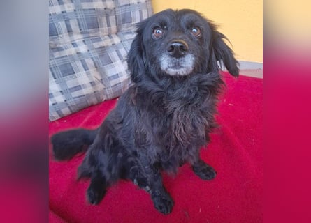 ❤️❤️❤️ Herzblatt RETHY - 10 Jahre, 32cm/8kg - kl. Mischling