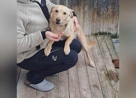 ❤️❤️❤️ liebenswerter FRENKI ging durch die Hölle - 3 Jahre, 42cm - Mischling