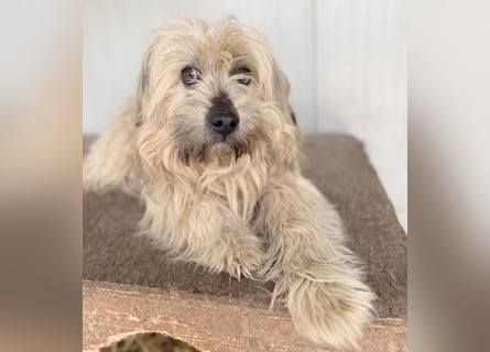 bildhübscher LION - 3 Jahre, 40cm - Wuschel-Mix