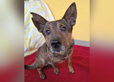 ❤️❤️❤️ arme Hundeseele BOBBY - 5 ,5 Jahre, 36cm/12kg - kl. Mischling