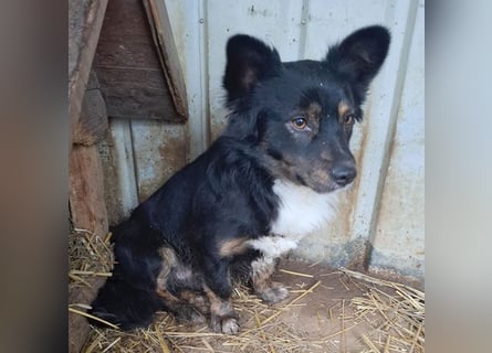 ❤️❤️❤️ liebenswerter kleiner BERRY - 2 Jahre, 32cm/13kg - Mischling
