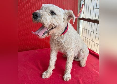 süßer Wuschel-Mix FLUFFY - 2 Jahre, 40cm/11kg