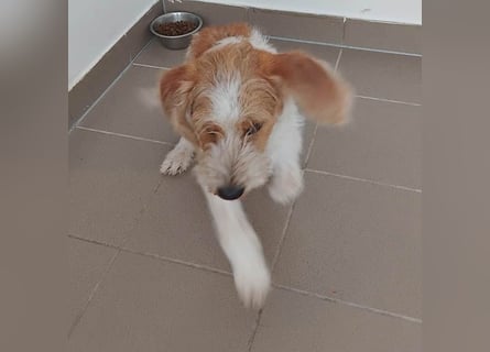 unwiderstehlicher COOPER - 7 Monate, 39cm/11kg - Spaniel/Havaneser?