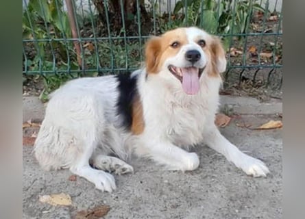 zarte Hundeseele LOTTA - 4 Jahre, 40cm/15kg - Mischling