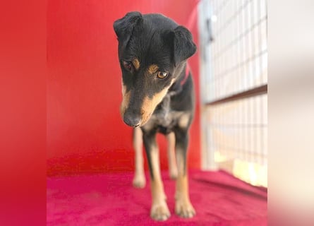 ❤️❤️❤️ lebenslustige MANKA - 1,5 Jahre, 40cm/10kg - Mischling