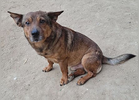 ❤️❤️❤️ arme Hundeseele BOBBY - 5 ,5 Jahre, 36cm/12kg - kl. Mischling