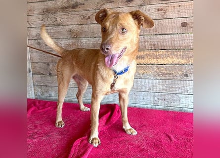 ❤️❤️❤️ pfiffiger kleiner DINGO - 1,5 Jahre, 40cm/10kg - Mischling