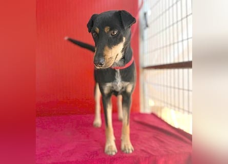 ❤️❤️❤️ lebenslustige MANKA - 1,5 Jahre, 40cm/10kg - Mischling