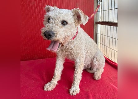 süßer Wuschel-Mix FLUFFY - 2 Jahre, 40cm/11kg