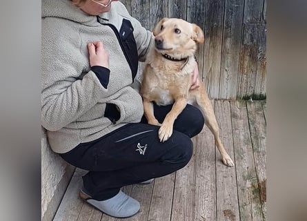 ❤️❤️❤️ liebenswerter FRENKI ging durch die Hölle - 3 Jahre, 42cm - Mischling