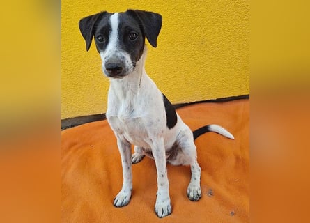 ❤️❤️❤️ süßes Lausmädel ZORKA - 7 Monate, 34cm/6kg - kl. Mix