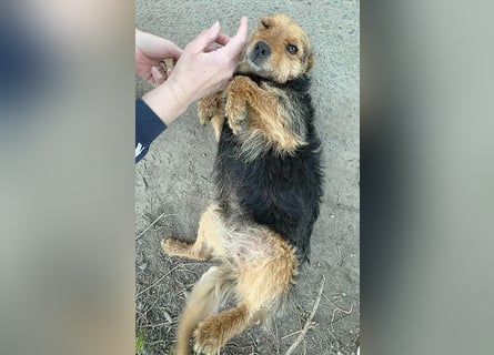 zarte kleine Hundeseele AUDREY - 1,5 Jahre, 35cm/7kg