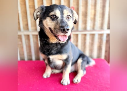 ❤️❤️❤️ kleine Hundeseele RAFFY - 8 Jahre, 36cm/12kg - Mischling