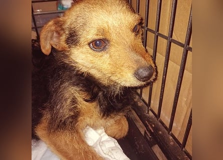 zarte kleine Hundeseele AUDREY - 1,5 Jahre, 35cm/7kg