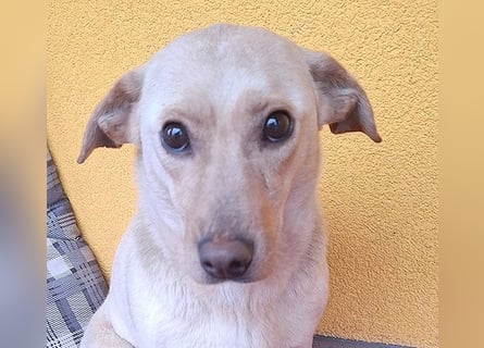 ❤️❤️❤️ hübsche kleine LATTE - 3 Jahre, 32cm/12kg - Mischling