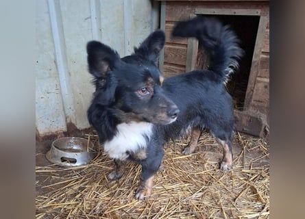 ❤️❤️❤️ liebenswerter kleiner BERRY - 2 Jahre, 32cm/13kg - Mischling