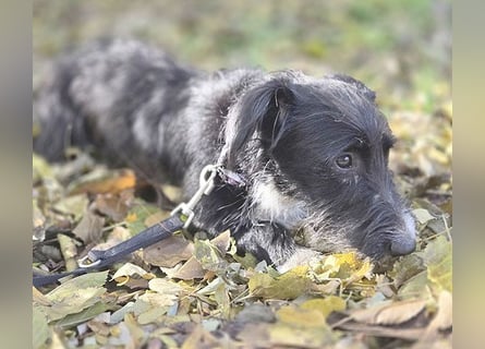 kleiner Struppi-Mix BOGYO - 9 Monate, 35cm