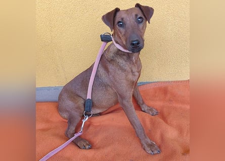 ❤️❤️❤️ ein warmes Nest für MIMI gesucht - 1,5 Jahre, 37cm/8kg - Pinscher-Mix
