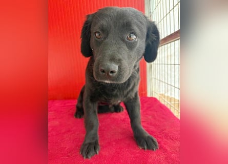 liebenswerte kleine SZISZI - 1,5 Jahre, 35cm/11kg - Mischling