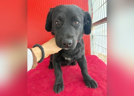 liebenswerte kleine SZISZI - 1,5 Jahre, 35cm/11kg - Mischling