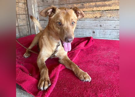 ❤️❤️❤️ pfiffiger kleiner DINGO - 1,5 Jahre, 40cm/10kg - Mischling