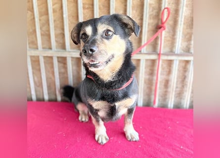 ❤️❤️❤️ kleine Hundeseele RAFFY - 8 Jahre, 36cm/12kg - Mischling