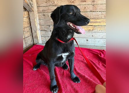 ❤️ liebenswerter LALI - 1,5 Jahre, 38/40cm-12kg  -Mischling