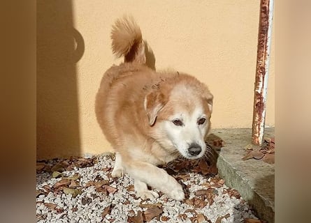 ZUCO - Engel auf 4 Pfoten - 13 Jahre, 40cm - Mischling