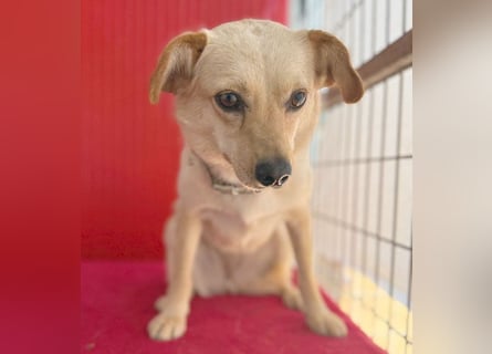 ❤️ zarte Hundeseele TILLY - 2 Jahre, 40cm/9kg - Mischling