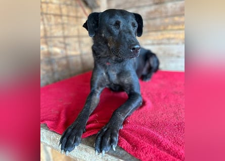 ❤️ liebenswerter LALI - 1,5 Jahre, 38/40cm-12kg  -Mischling