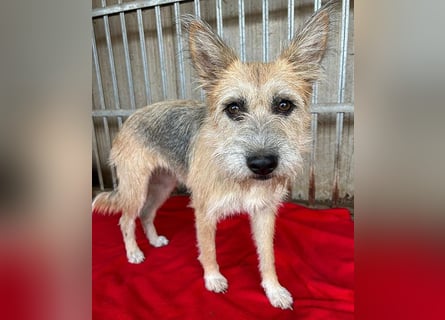 ❤️❤️❤️zarte Hundeseele SZOFI - 4,5 Jahre, 40cm/12kg - Struppi-Mix