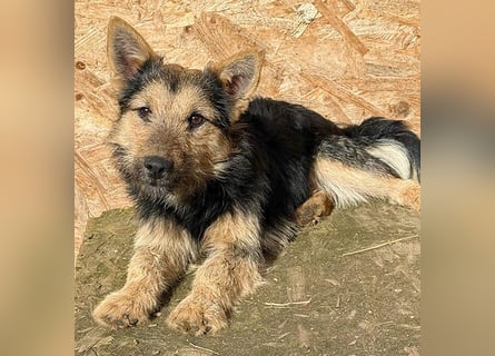 ❤️❤️❤️ liebe kleine Knutschkugel FIFI - 2 Jahre, 35cm-10kg - Mischling