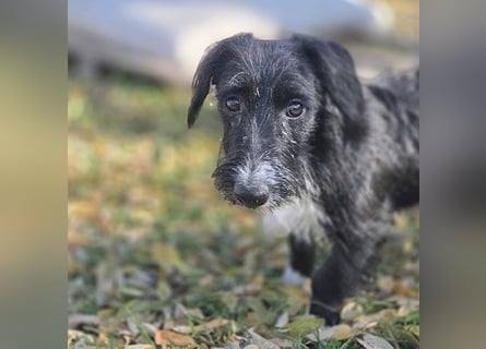 kleiner Struppi-Mix BOGYO - 9 Monate, 35cm