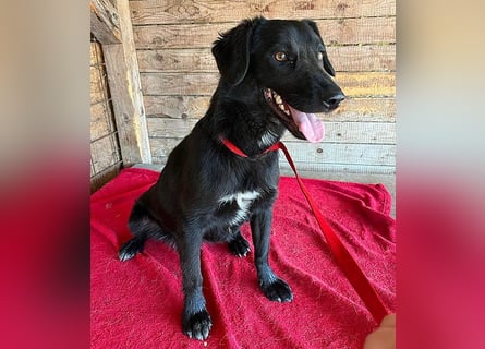 ❤️ liebenswerter LALI - 1,5 Jahre, 38/40cm-12kg  -Mischling