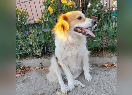 zarte Hundeseele LOTTA - 4 Jahre, 40cm/15kg - Mischling