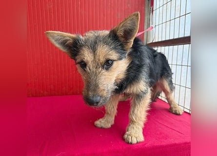 ❤️❤️❤️ kleine Knutschkugel FIFI - 2 Jahre, 35cm - Mischling