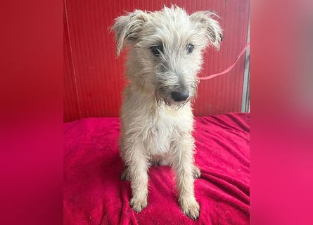 süße kleine MADDIE - 6 Monate, 35cm/6kg - Mischling