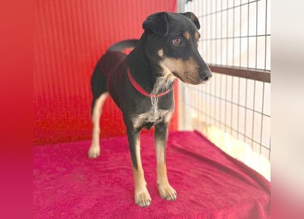 ❤️❤️❤️ lebenslustige MANKA - 1,5 Jahre, 40cm/10kg - Mischling