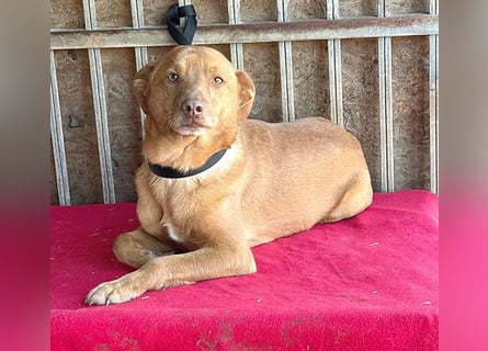 ❤️❤️❤️ pfiffiger kleiner DINGO - 2 Jahre, 40cm/10kg - Mischling