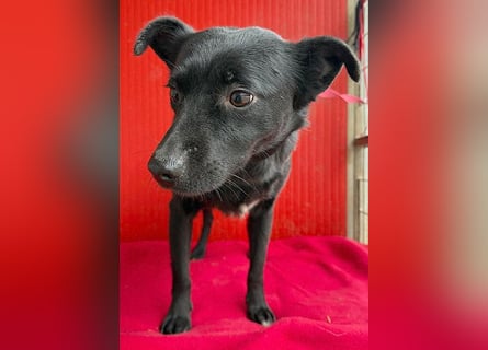 süße kleine RAVY - 7,5 Jahre, 39cm - Mischling