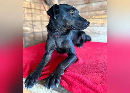 ❤️ liebenswerter LALI - 1,5 Jahre, 38/40cm-12kg  -Mischling