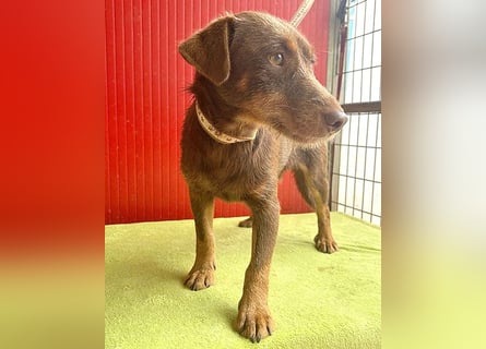 ❤️❤️❤️ kleines Herblatt JIMMY - 10 Monate, 38cm/10lg - Mischling