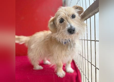 liebe kleine Struppi-Maus MOMO - 9 Jahre, 30cm/9kg